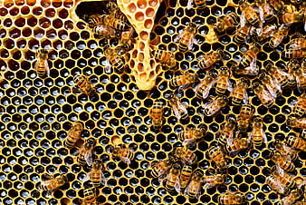 Close-up of Honey Bees on Honeycomb with Capped Honey