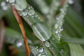 Macro Close-Up of Dew Droplets on Green Grass Blade
