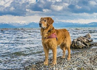 Golden Retriever Standing on Rocky Lake Shore with Mountains