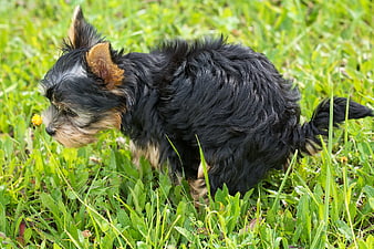 Yorkshire Terrier Puppy Sniffing Dandelion in Green Grass
