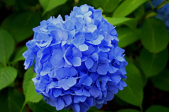Close-up of vibrant blue hydrangea flower with green leaves