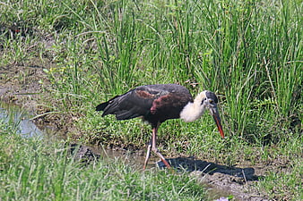 Woolly-necked Stork foraging in grassy wetland
