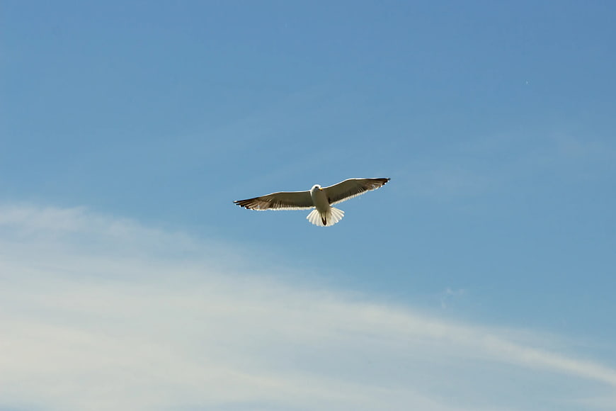 Seagull Flying Against Blue Sky with Wispy Clouds