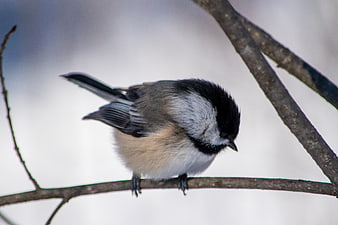 Black-capped Chickadee Perched on Branch in Winter