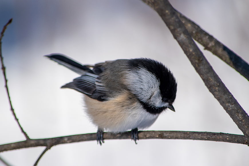 Black-capped Chickadee Perched on Branch in Winter