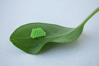 Cluster of bright green insect eggs on a leaf