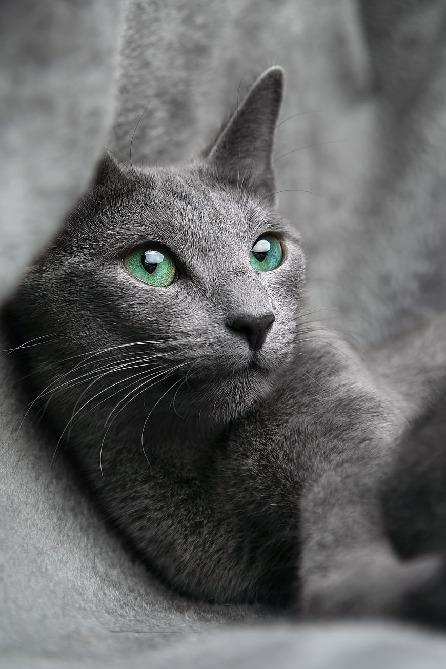 Portrait of a Russian Blue Cat with Striking Green Eyes