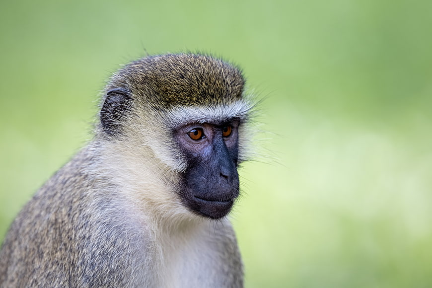 Close-up portrait of a vervet monkey with green background