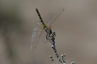 Close-up of a dragonfly perched on a twig