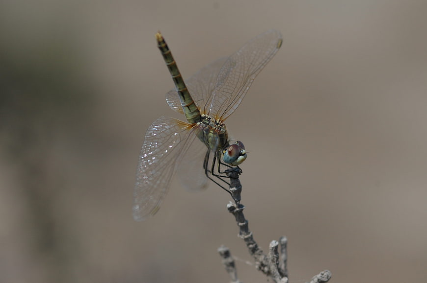 Close-up of a dragonfly perched on a twig