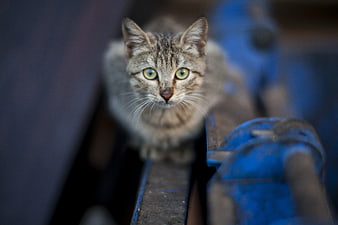 Close-up of a brown tabby cat with green eyes