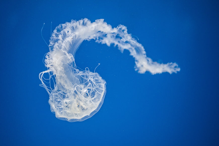 White jellyfish swimming in deep blue water