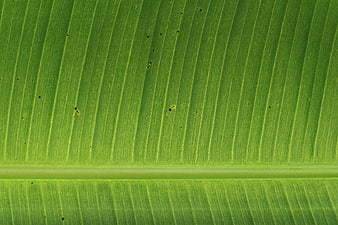 Close-up texture of green banana leaf veins