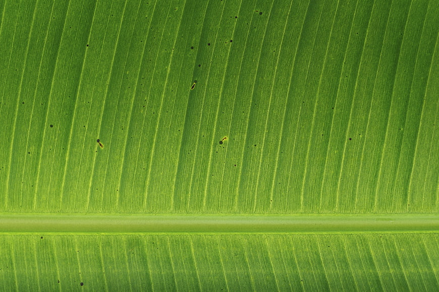 Close-up texture of green banana leaf veins