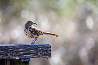 Brown Thrasher Bird Perched on Wooden Rail with Bokeh Background