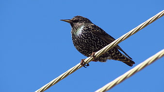 European Starling Perched on Wire Against Blue Sky