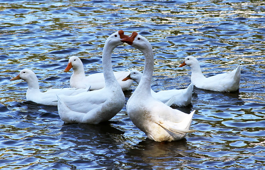 White Geese Swimming in Blue Water Pond