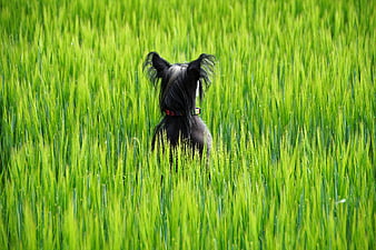 Small black dog standing in tall green wheat field