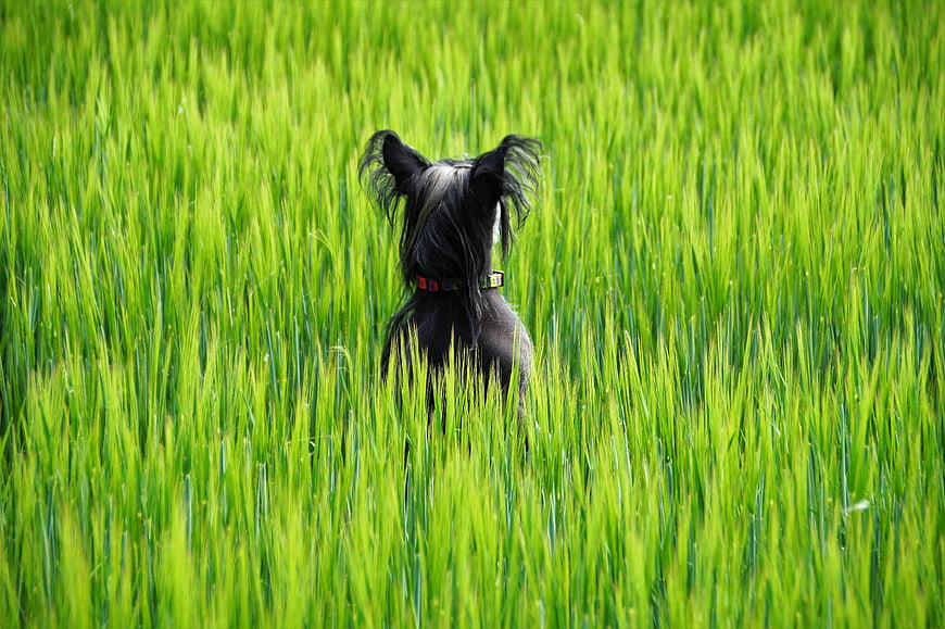 Small black dog standing in tall green wheat field