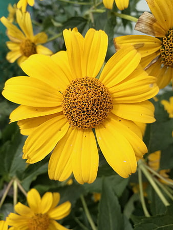 Close-up of vibrant yellow flower with detailed center