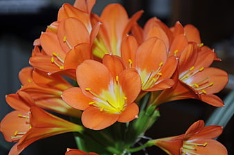 Close-up of vibrant orange Clivia flowers with yellow centers