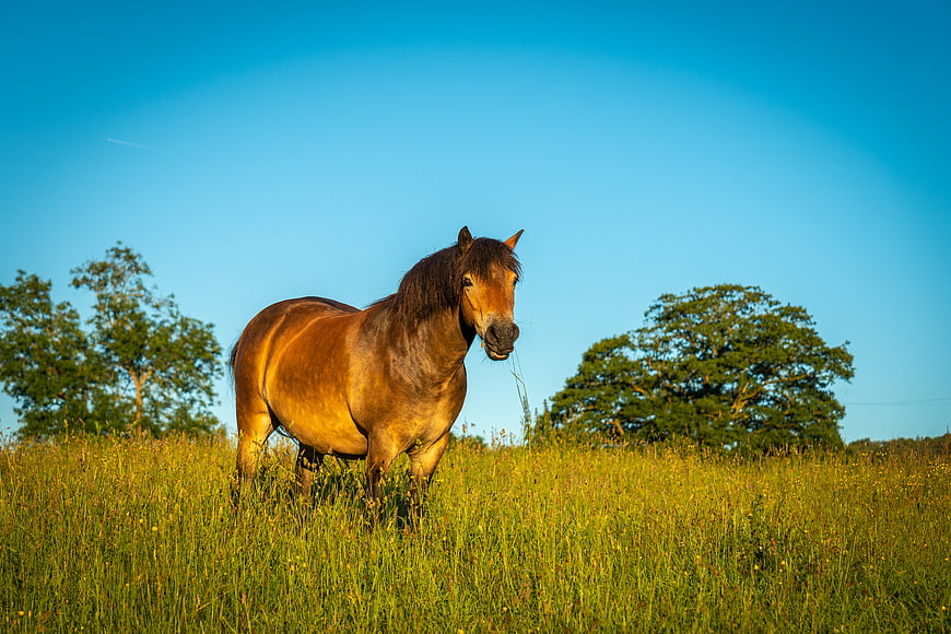 Brown Horse Grazing in Green Pasture