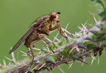 Macro Close-Up of a Robber Fly on a Spiky Thistle Stem