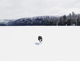 Black and white dog running on frozen snowy lake