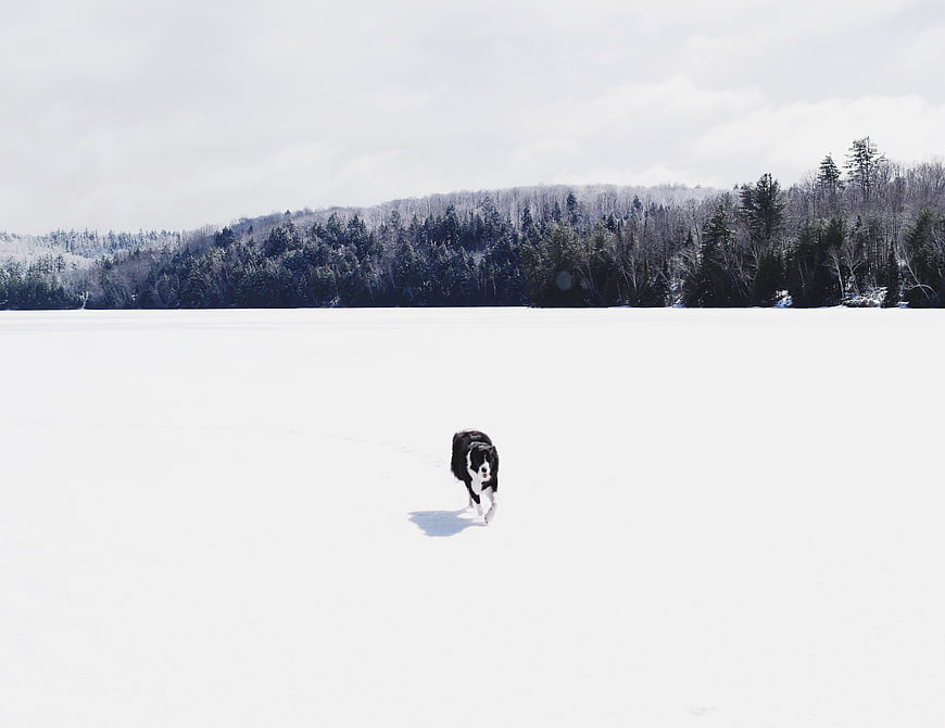 Black and white dog running on frozen snowy lake