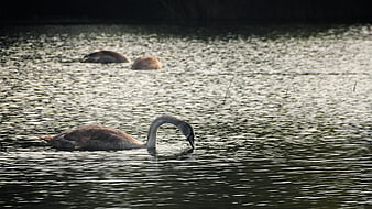 Young Swan Feeding in Rippling Lake Water