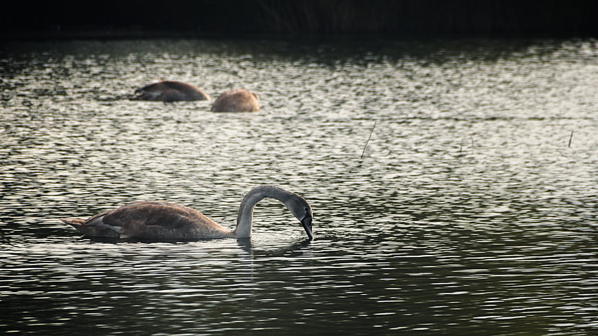 Young Swan Feeding in Rippling Lake Water