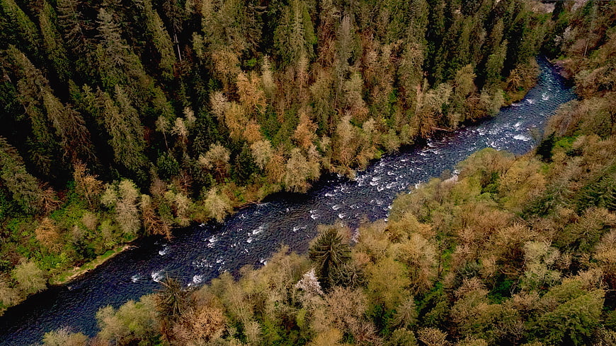 Aerial View of River Winding Through Dense Forest