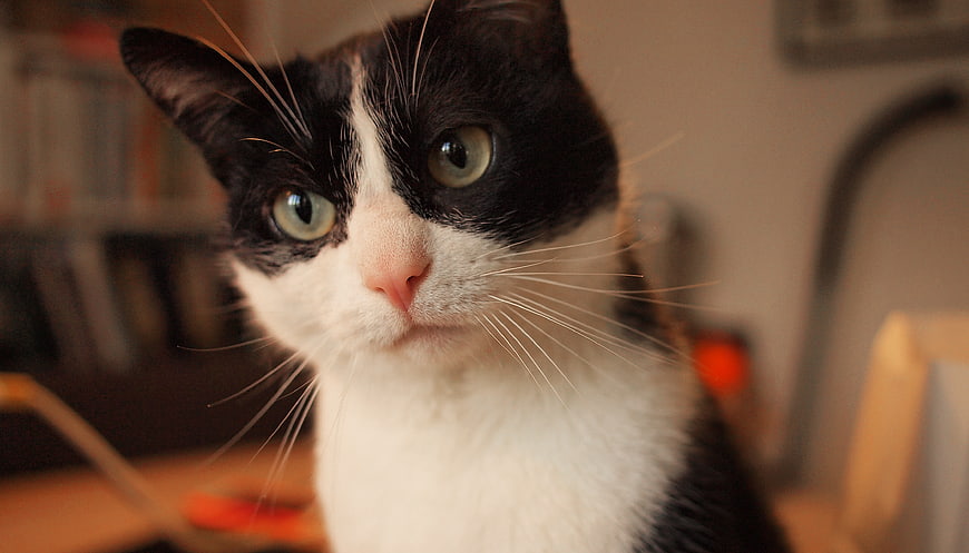 Close-up portrait of a black and white cat with green eyes