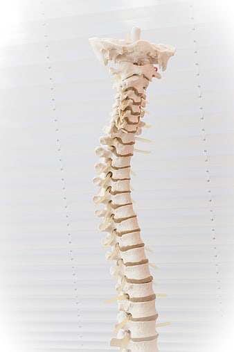Anatomical Model of Human Spine with Discs
