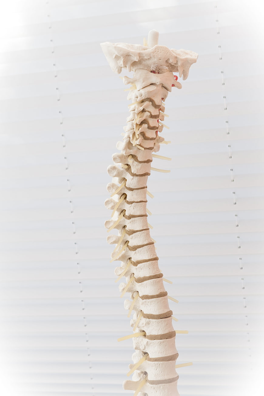 Anatomical Model of Human Spine with Discs