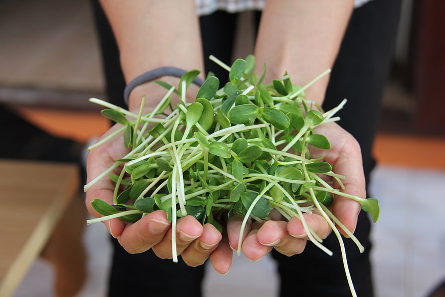 Hands holding fresh green sunflower sprouts