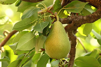 Ripe green pear hanging on a tree branch with leaves