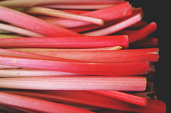 Fresh Red Rhubarb Stalks on Dark Background