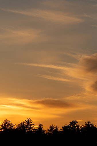 Golden sunset sky with wispy clouds and tree silhouette