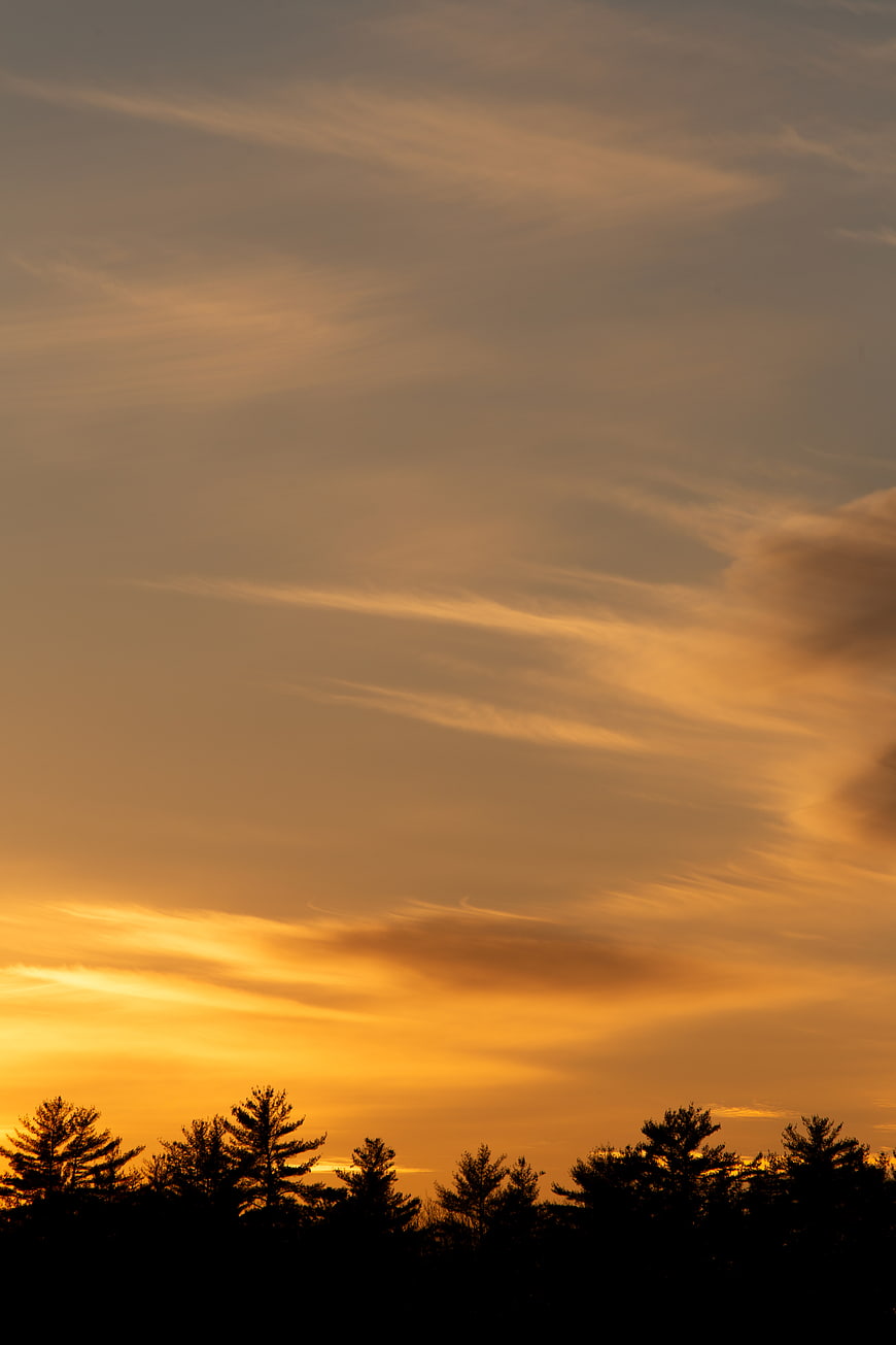 Golden sunset sky with wispy clouds and tree silhouette