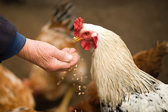 Close-up of hand feeding grain to white chicken on farm