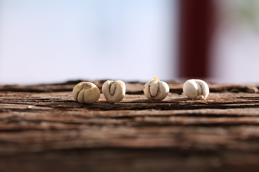 Four white seeds on rustic wooden surface with shallow depth of field