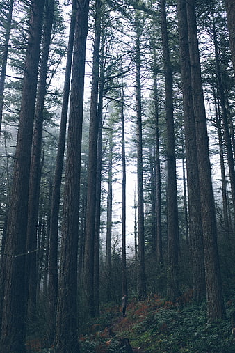 Lone Hiker in Misty Tall Pine Forest