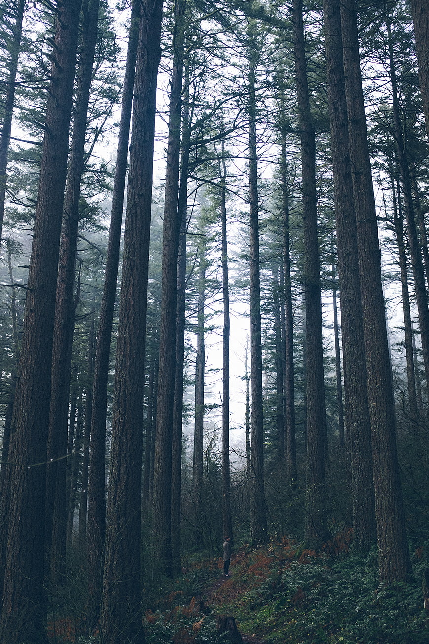Lone Hiker in Misty Tall Pine Forest