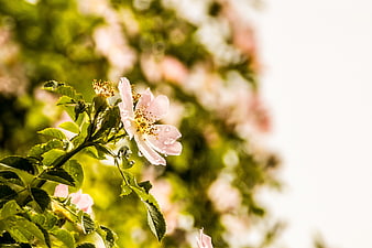 Pink Wild Rose with Water Droplets on Green Leaves