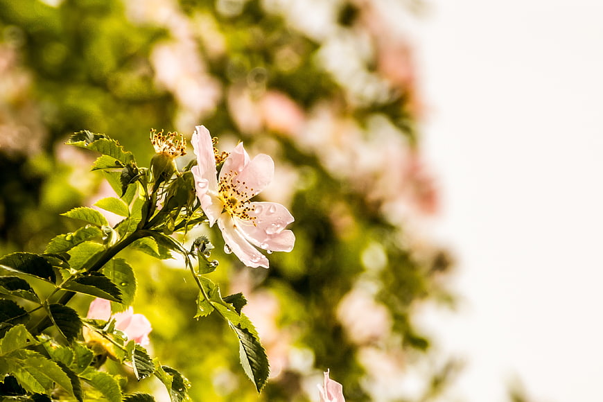 Pink Wild Rose with Water Droplets on Green Leaves