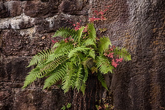 Green Fern Growing on Old Stone Wall