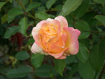 Close-up of a pink and yellow rose in a garden