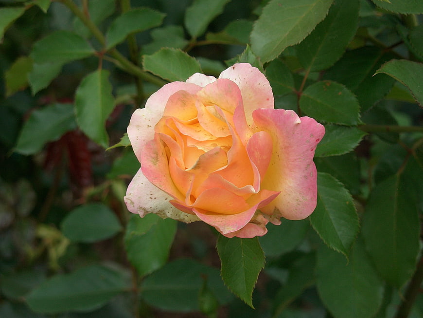 Close-up of a pink and yellow rose in a garden