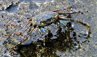 Close-up of a colorful speckled crab on wet rocks